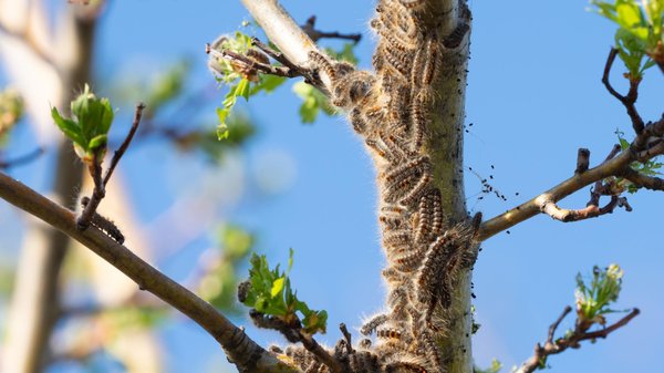 Comment protéger vos animaux de compagnie des chenilles processionnaires du chêne ?